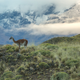 Patagonia Park. Photo: James Q Martin